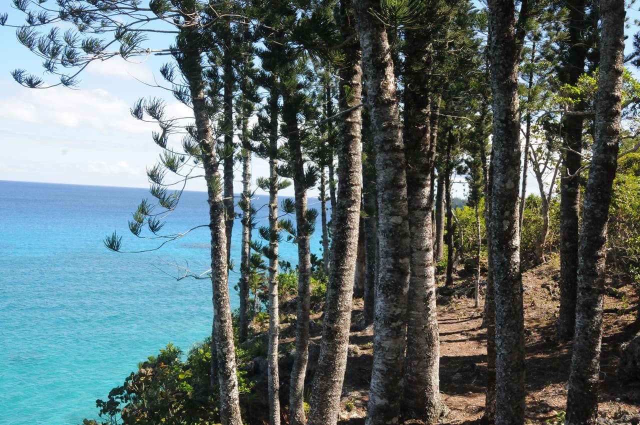 Turquoise water through pines on Lifou