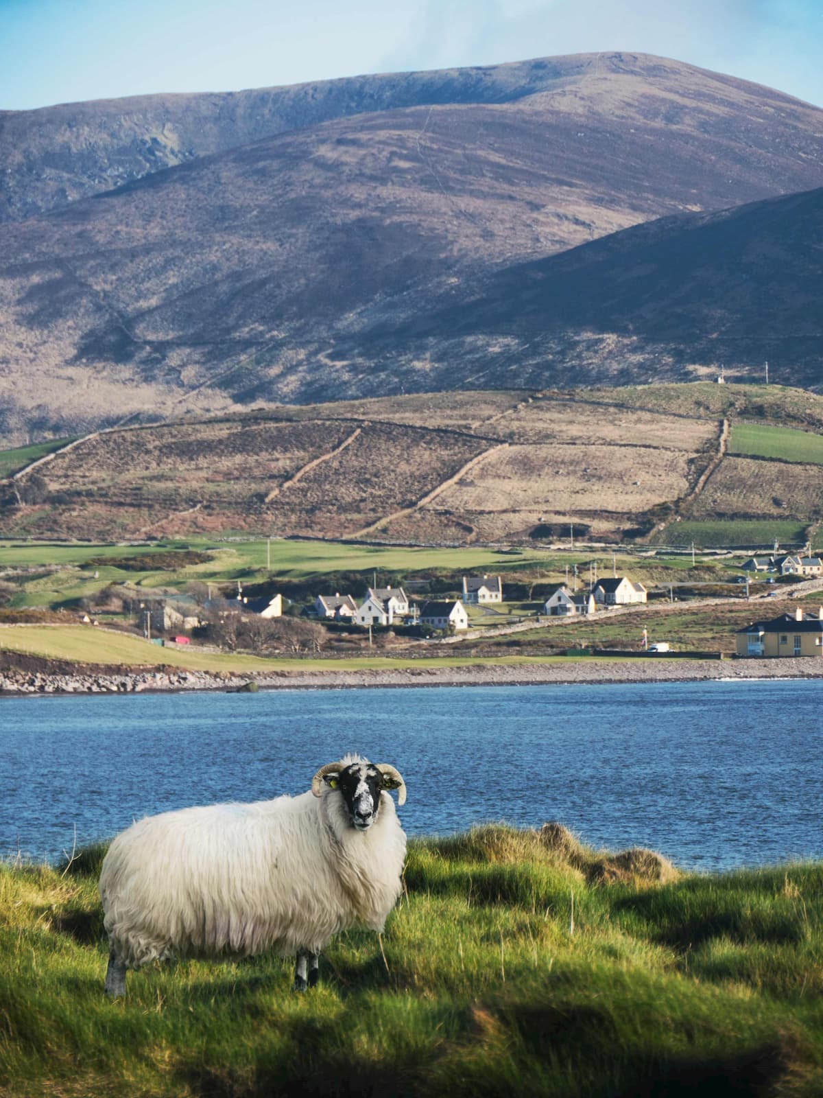 Sheep standing on grassy shore with Kerry hills and houses behind