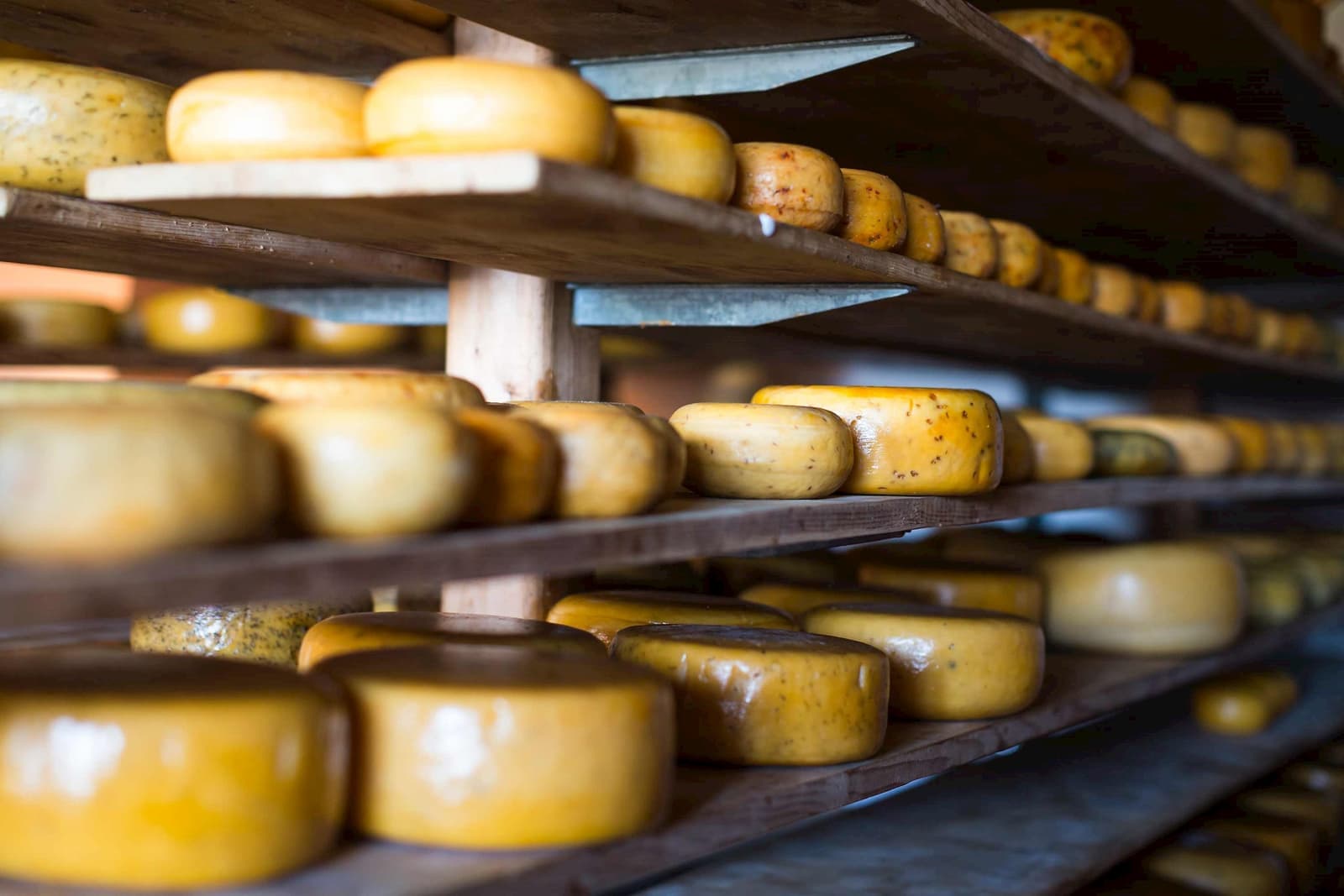 Rows of traditional Gouda cheese wheels aging on wooden shelves