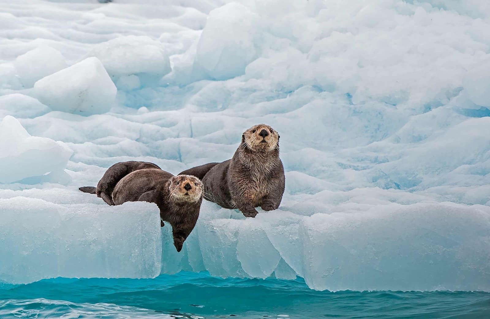Two sea otters on the ice in Valdez, Alaska