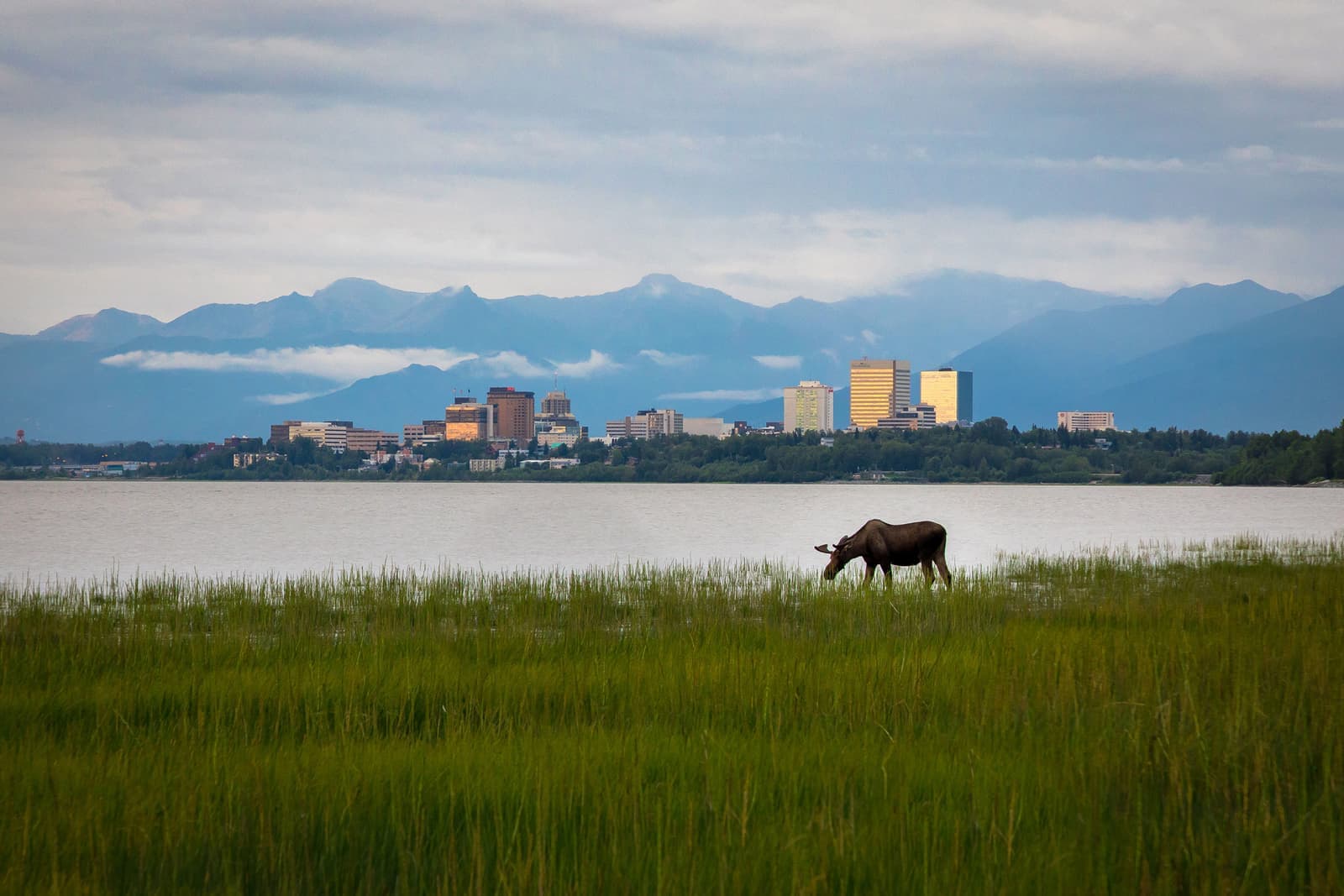 A moose walking in Anchorage, Alaska