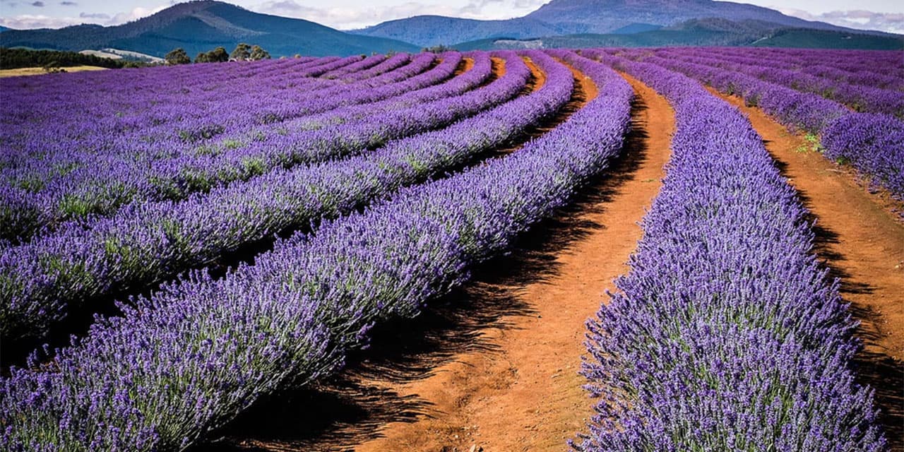 Bridestowe Lavender Estate