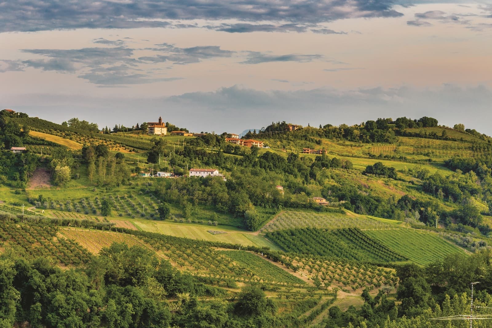 Fields of olive trees and vineyards