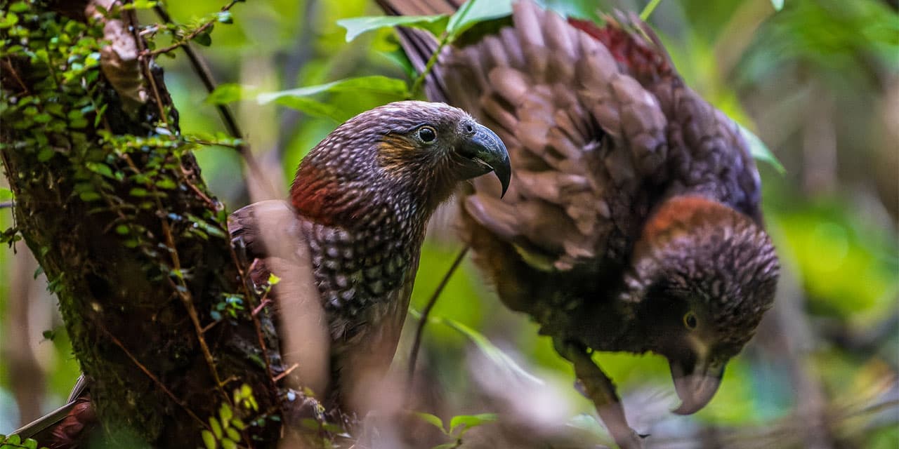 Zealandia