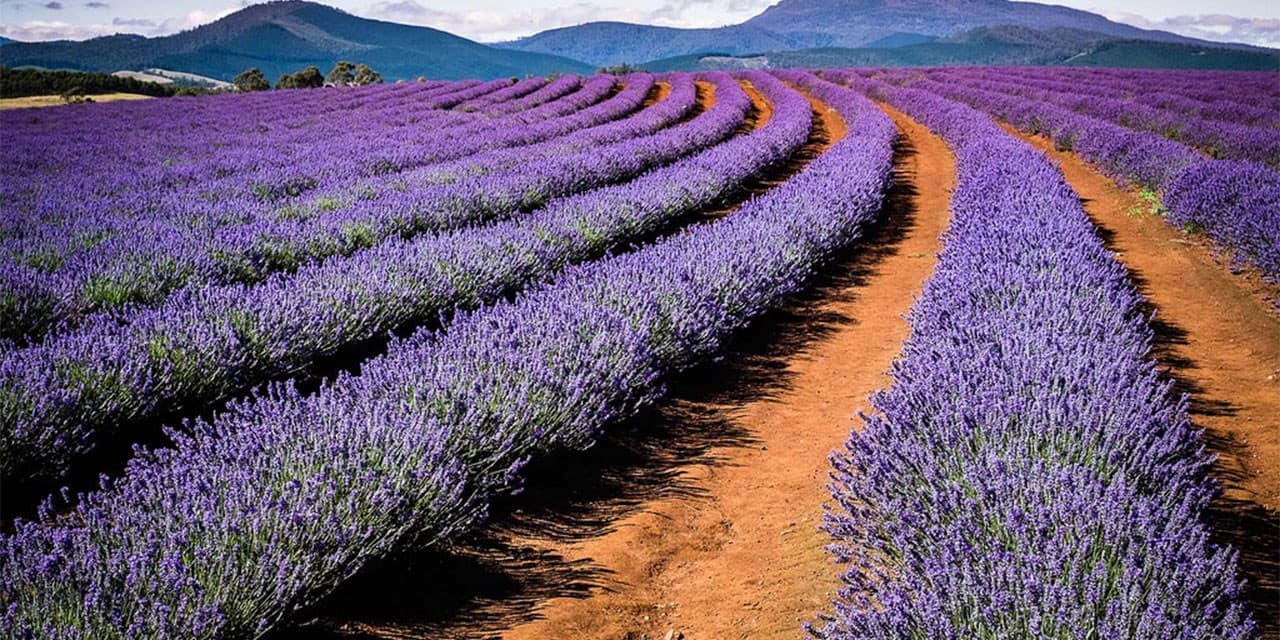Bridestowe Lavender Estate
