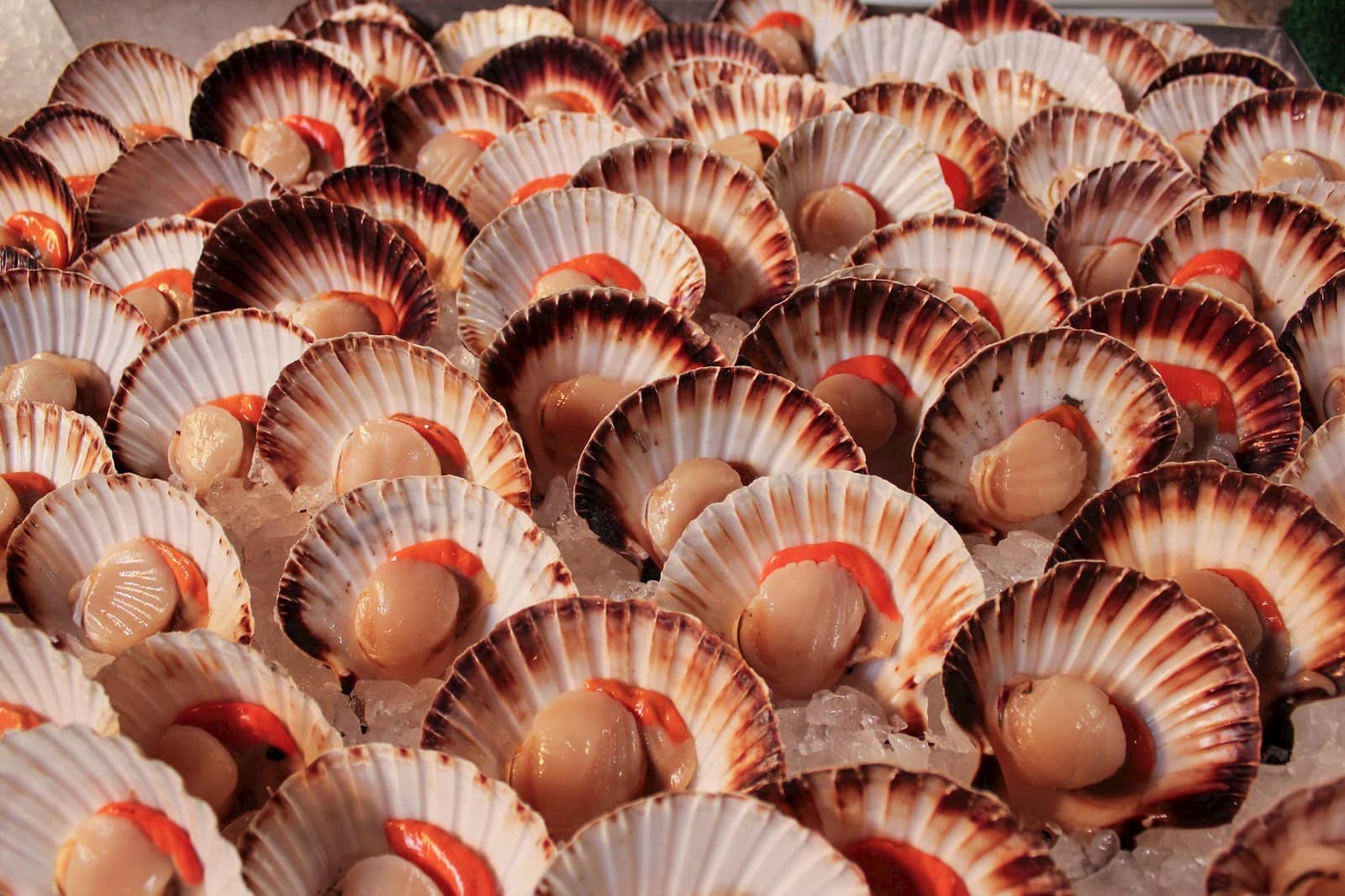 Scallops