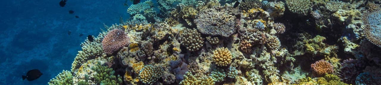 Ashmore Reef