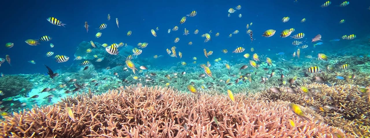 Mansuar Island