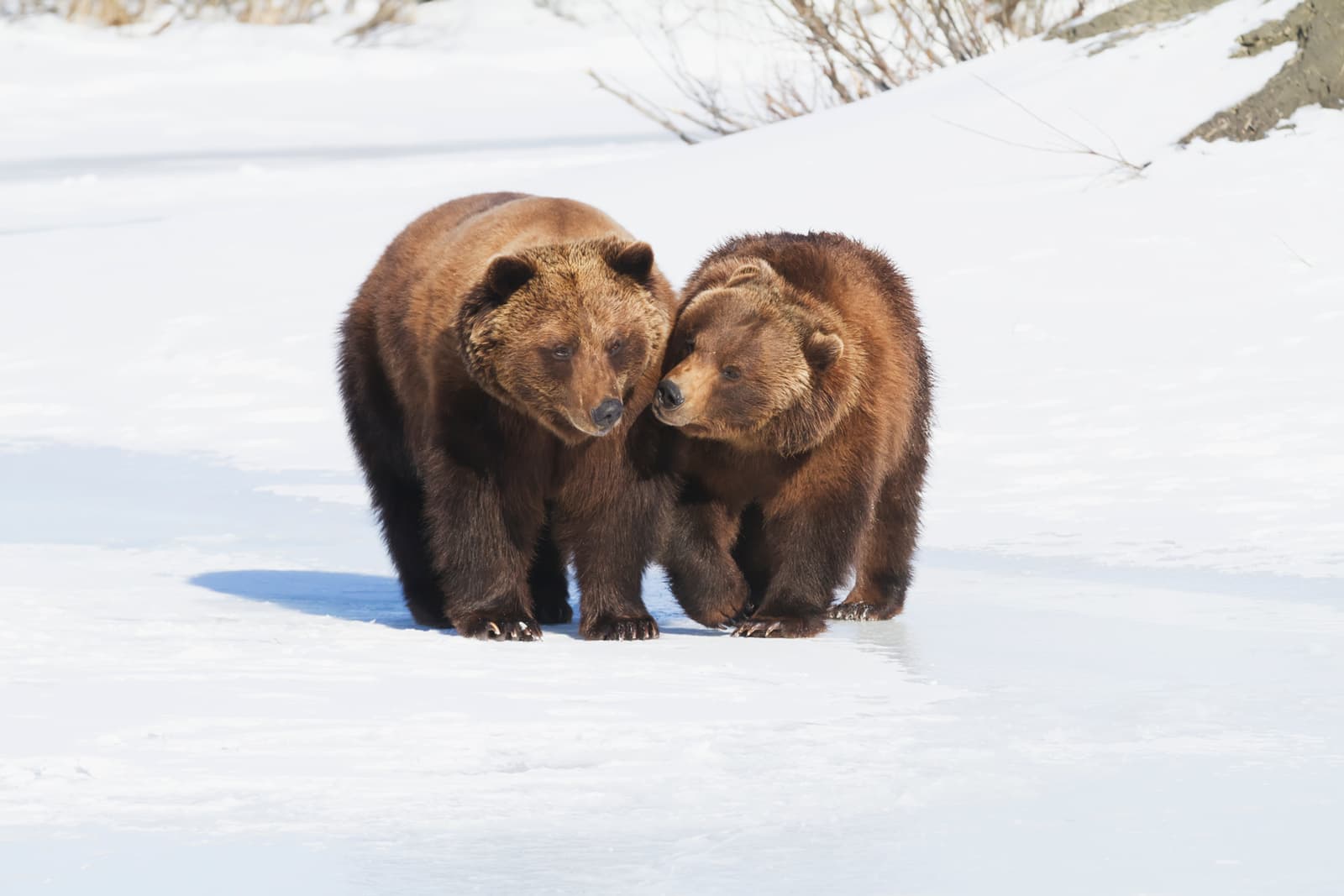 Experience at Alaska Wildlife Conservation Centre, Anchorage, Alaska, USA