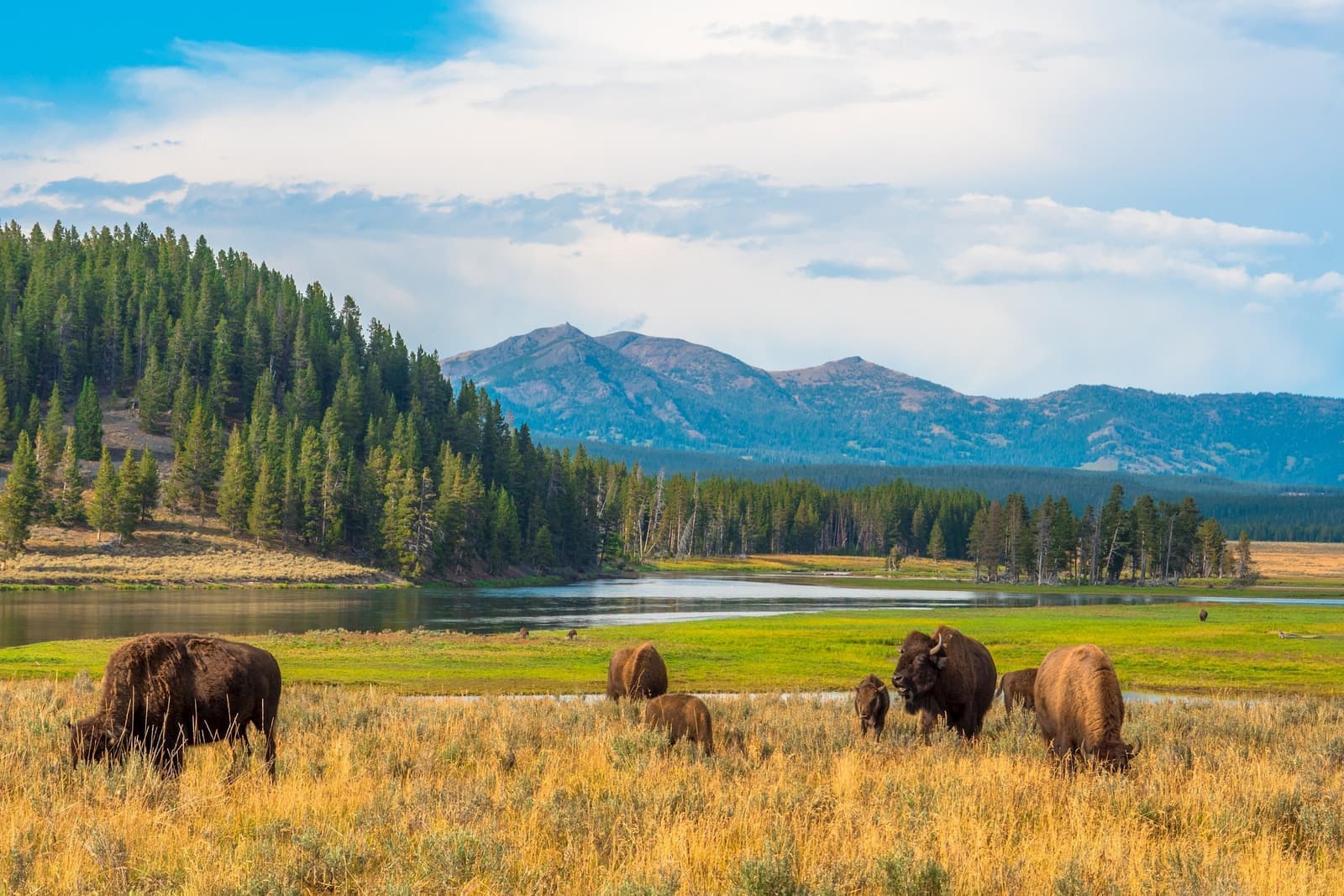 Buffalos, Yellowstone National Park, USA