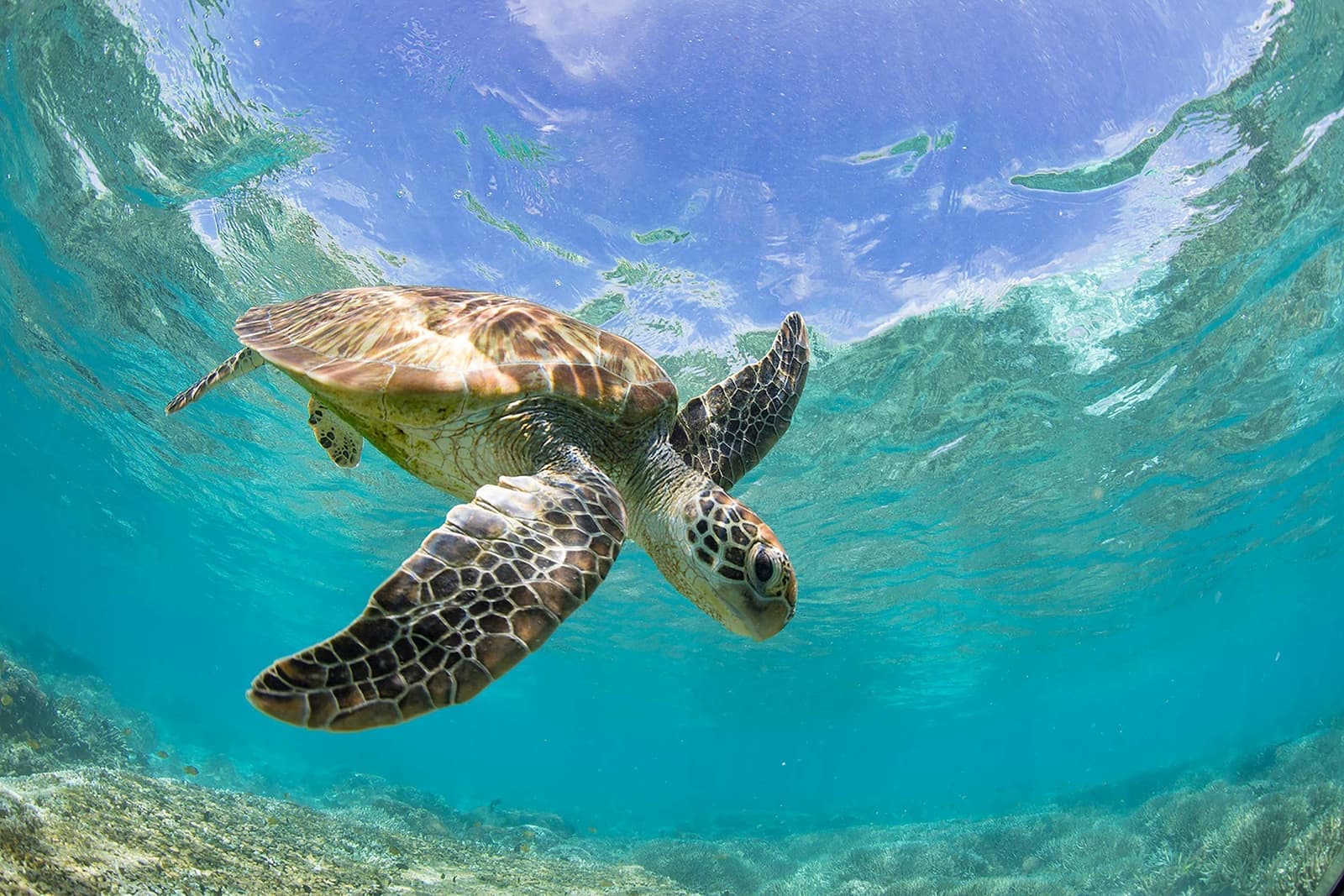 Turtle in Great Barrier Reef