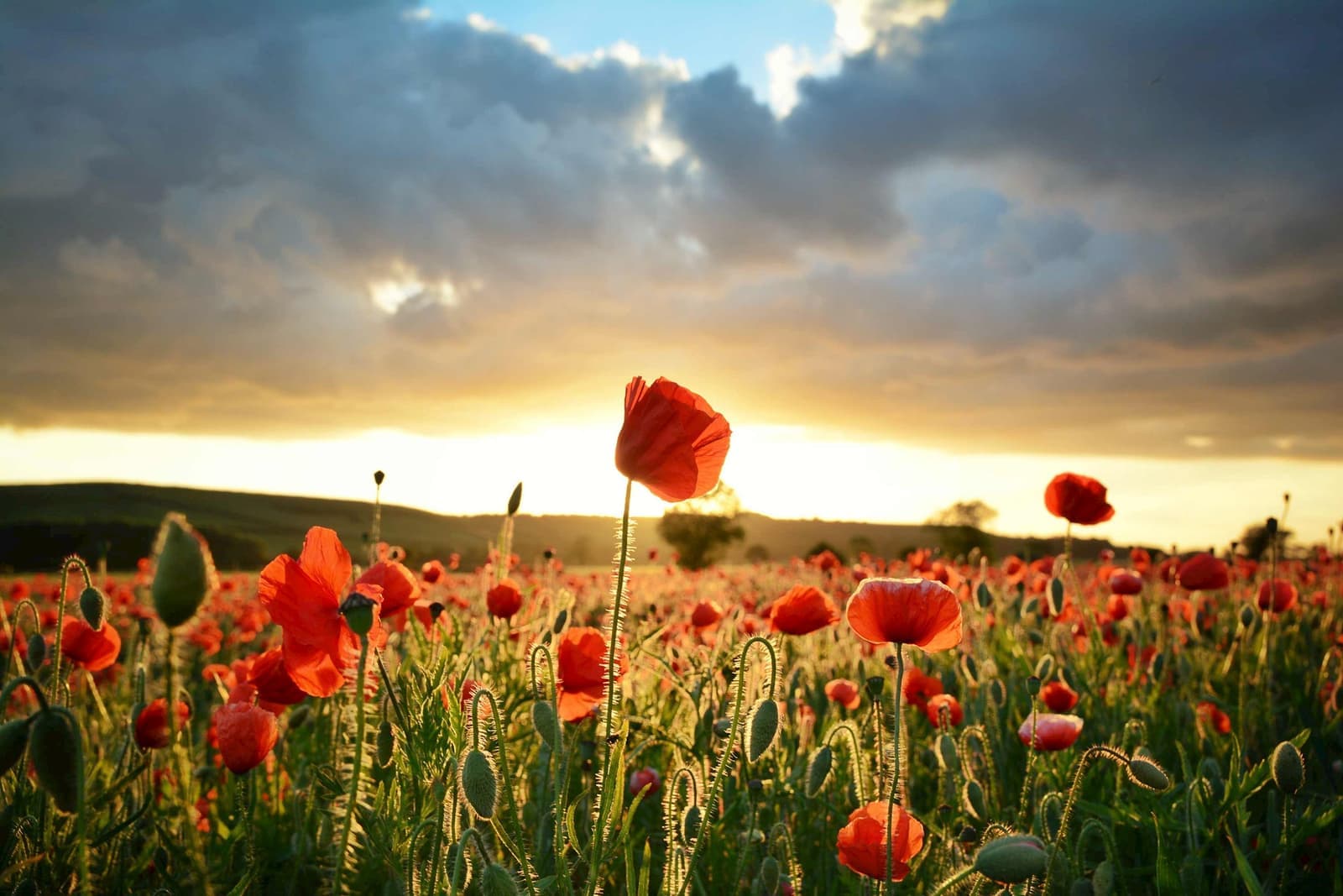 Field of red poppies under dramatic sky at sunset