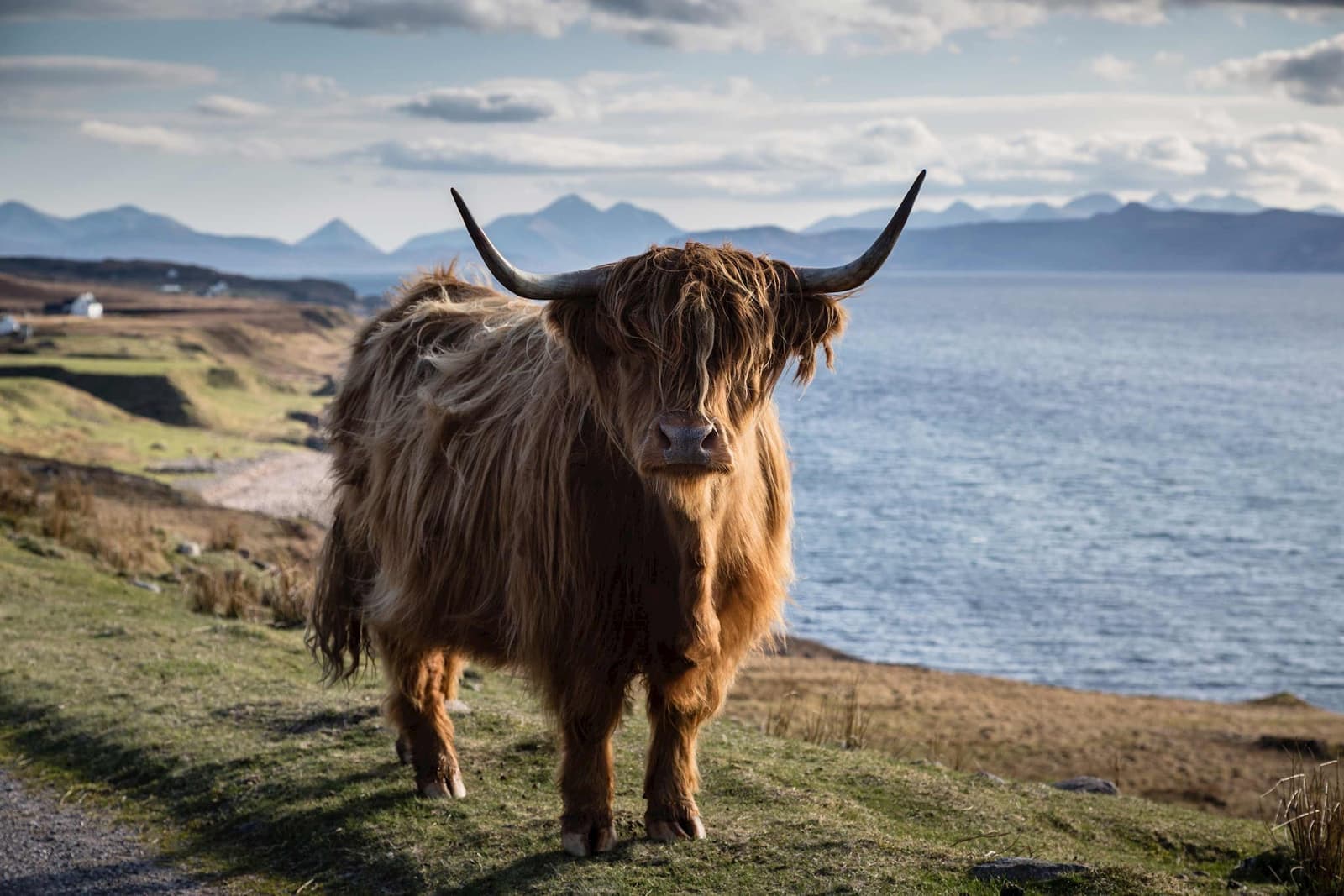 Highland Cattle in Scottish Highlands, Scotland