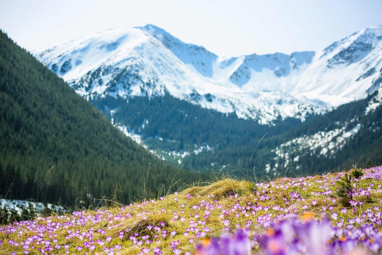 Snow-covered Tatra Mountains with pine forest and foreground meadow filled with purple crocuses
