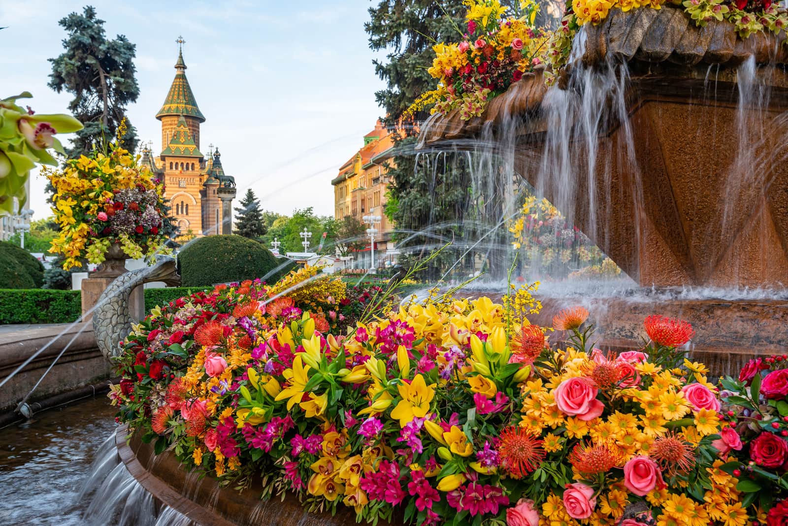 Colourful flower arrangements around fountain with Orthodox Cathedral in Timișoara background