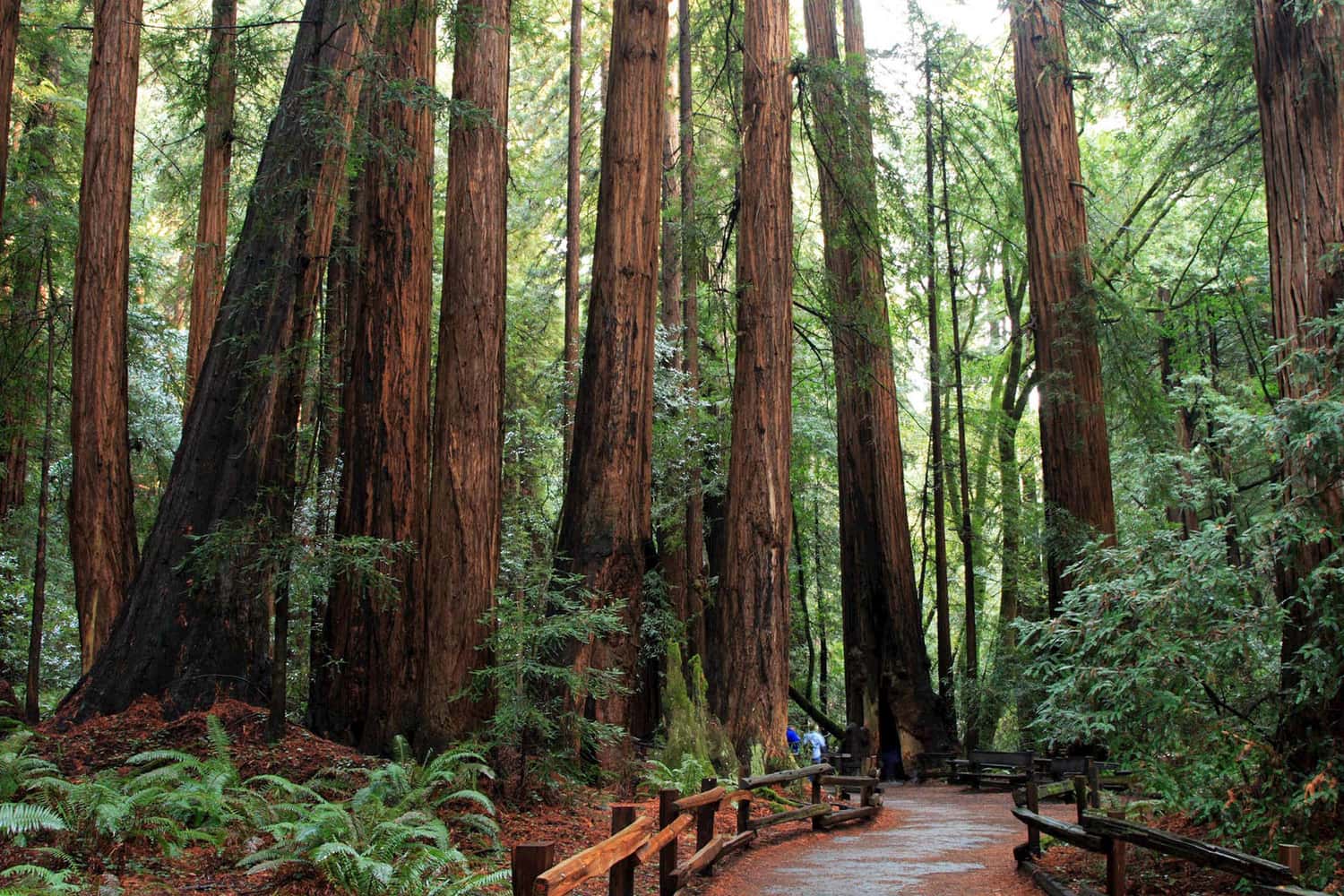 Landscape view of Muir woods in San Francisco, USA