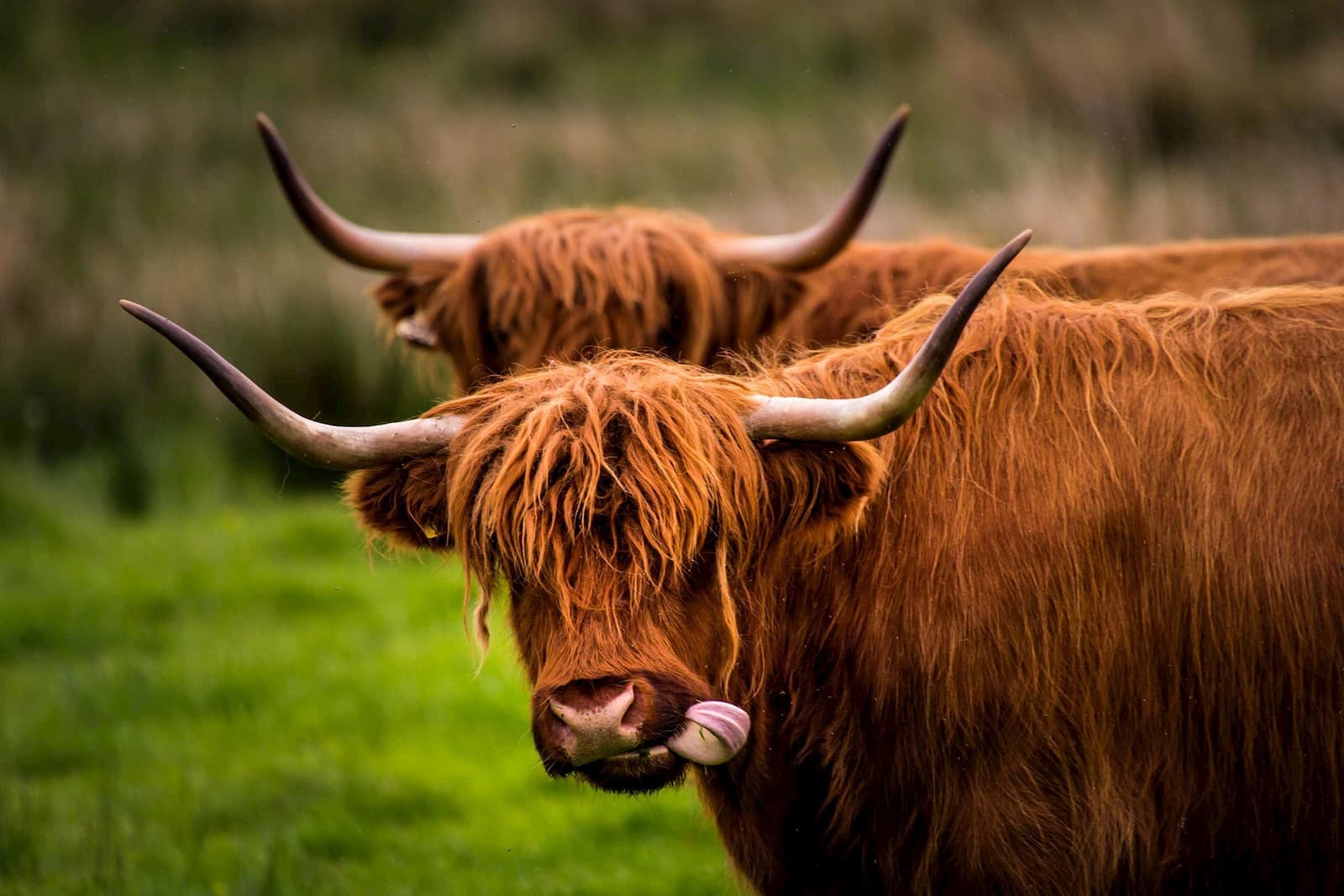 Two Highland cows with long horns standing on grassy field in Inverness, Scotland