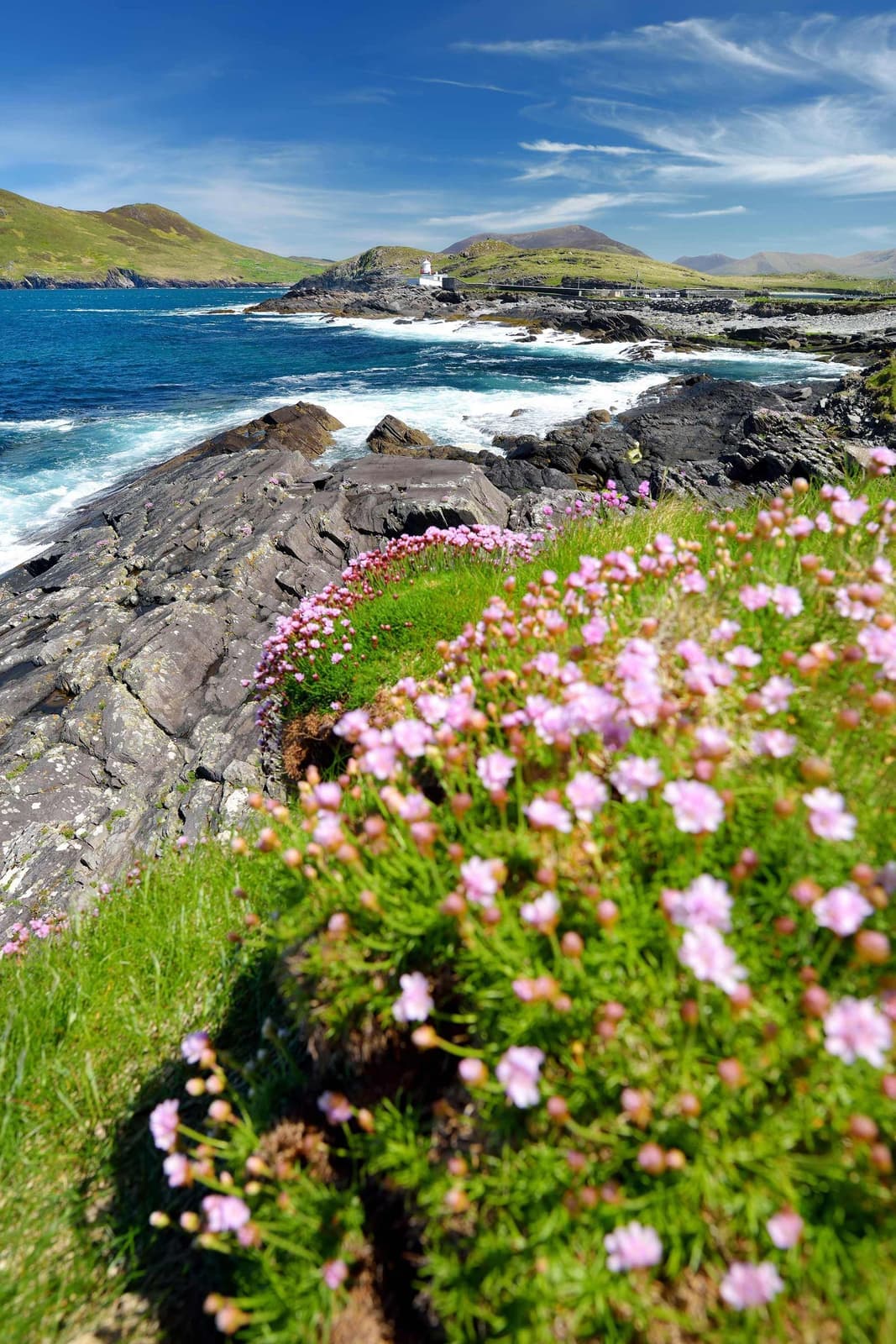 Wild Atlantic Way coastline with pink sea thrift flowers