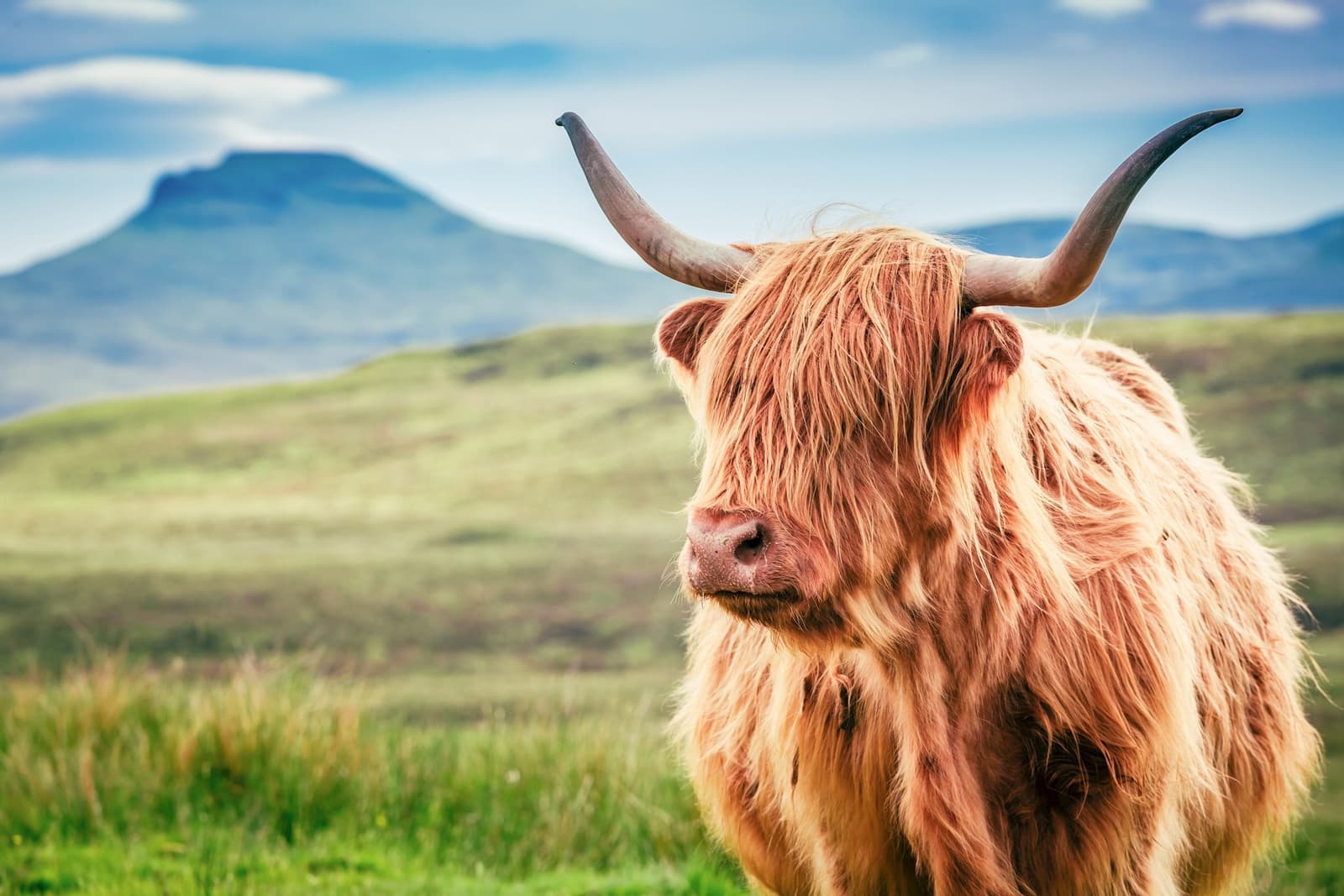 A Highland Cow in the West Highlands, Scotland