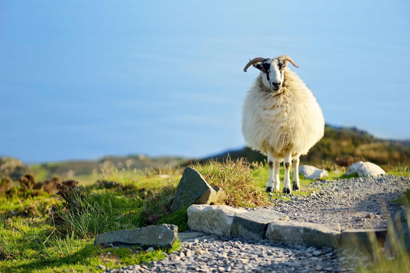 sheep standing on rocky path overlooking coastal hills and sea