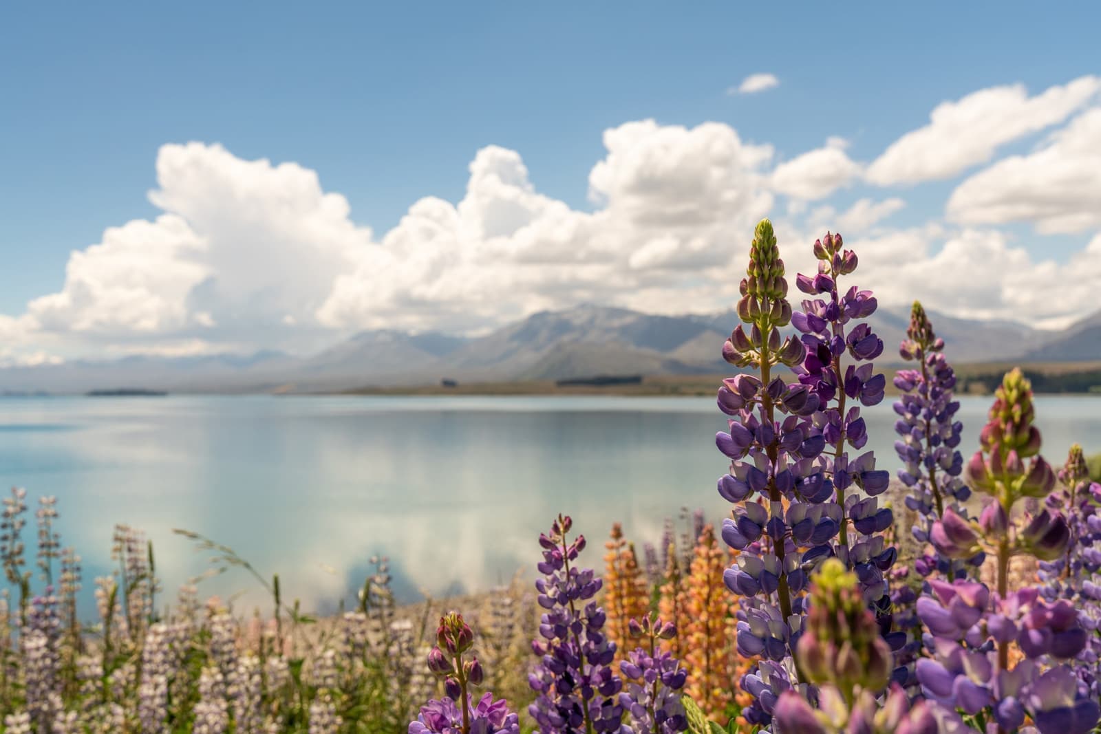 Lake Tekapo
