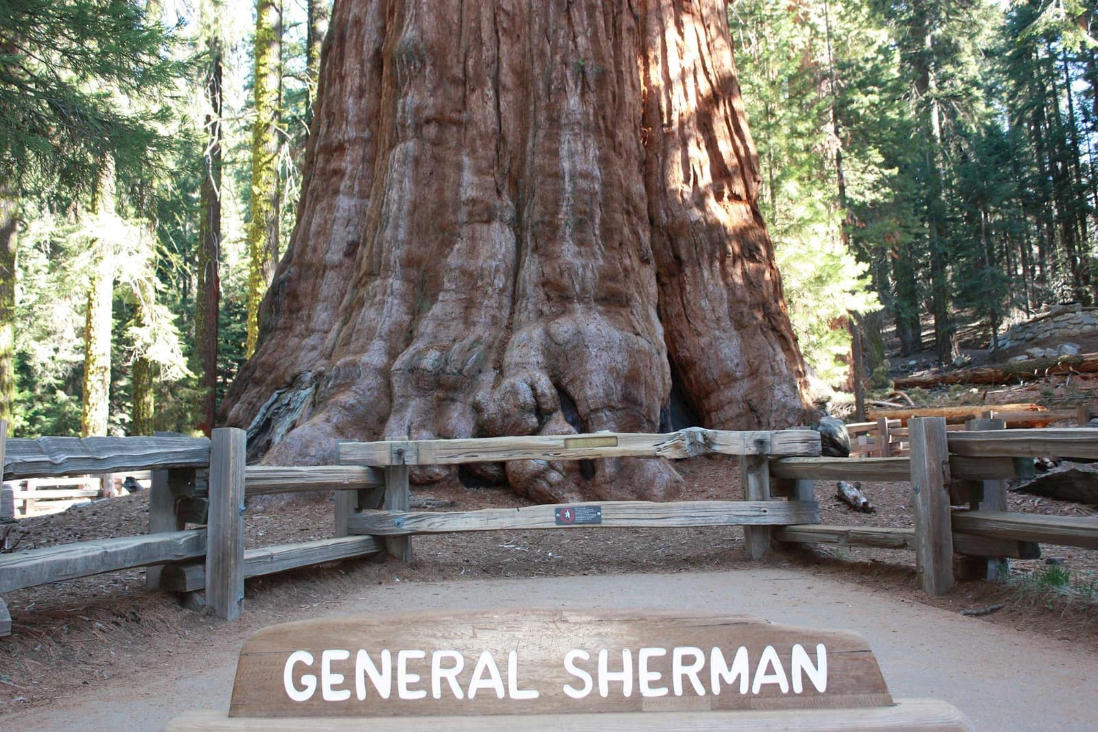 General Sherman Tree in Sequoia National Park, USA