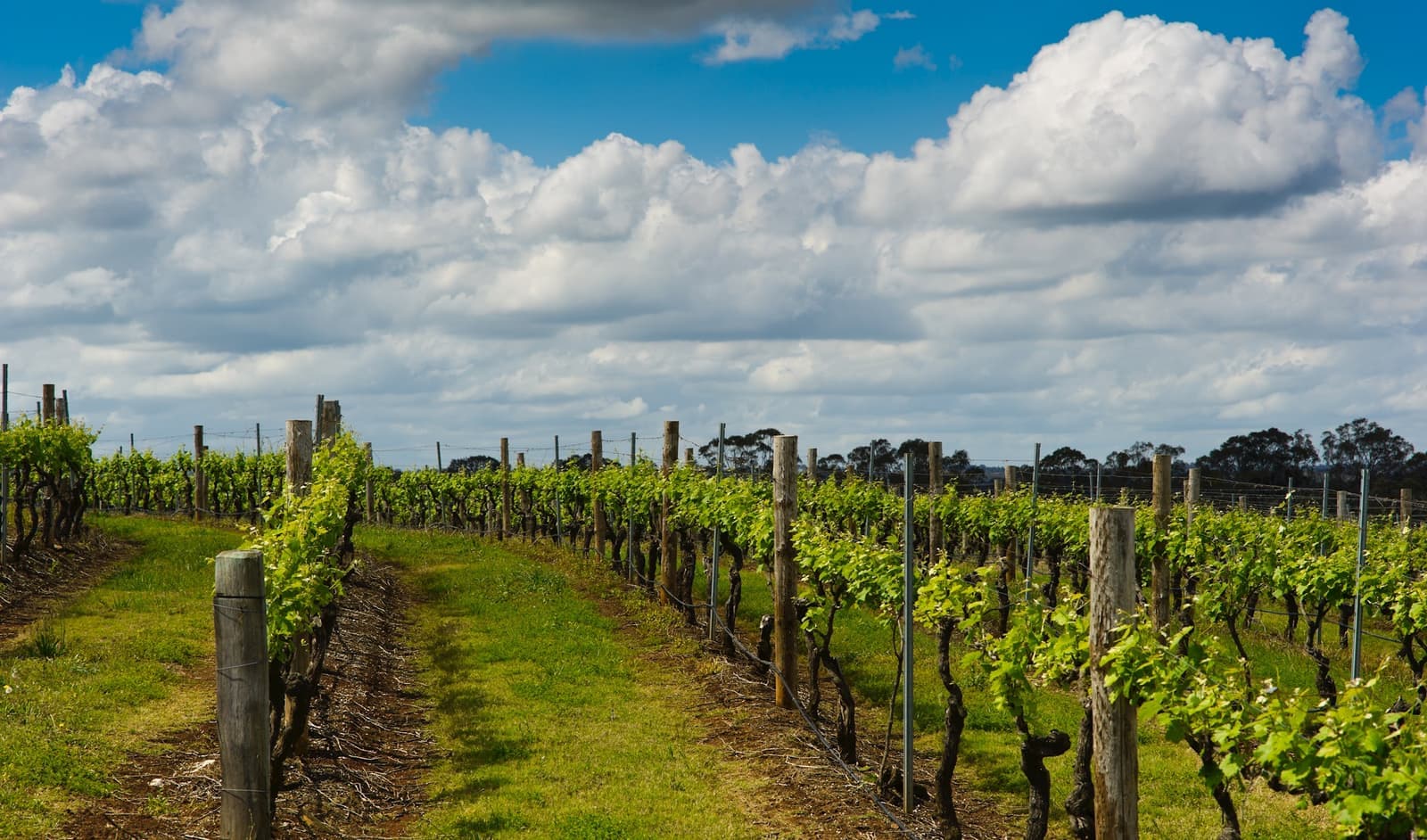 Wonderful Wines en route to Seattle