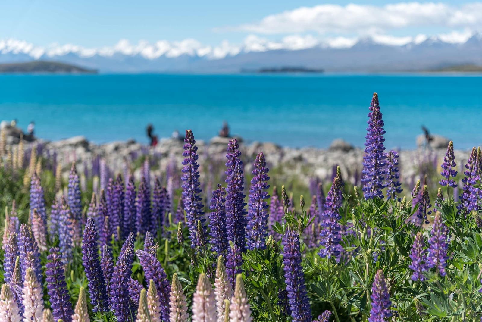 Lupin field