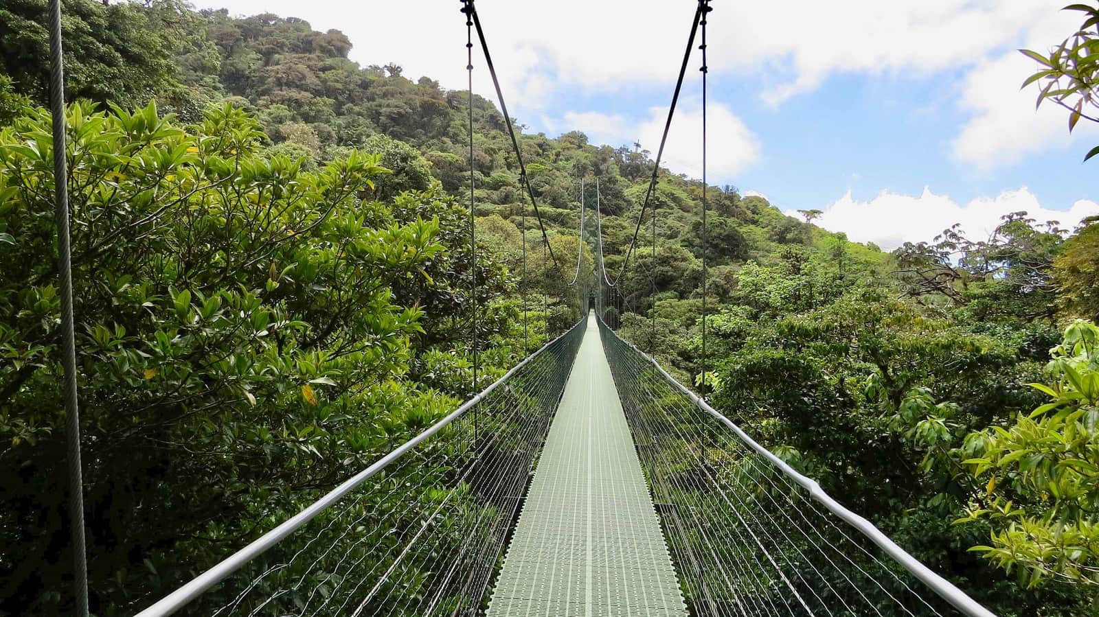 Overview of a hanging bridge among green trees under blue sky, Monteverde Cloud Forest, Costa Rica