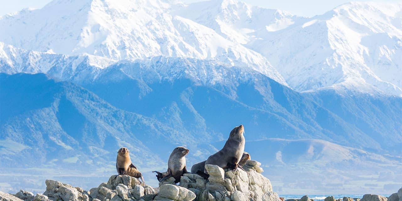 Sea Lions