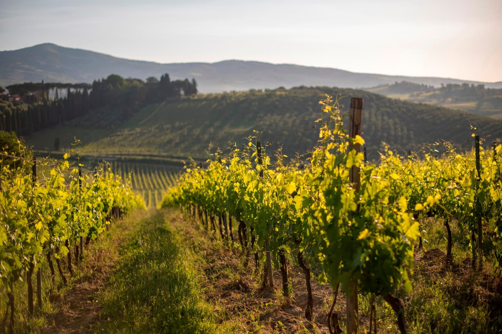 Soft presunset light on the vineyards around Conegliano, Italy