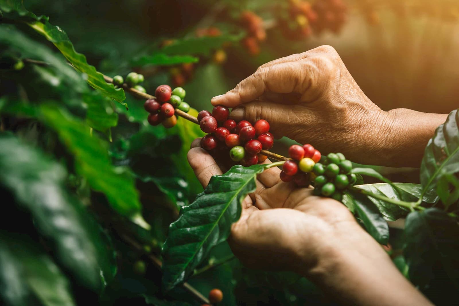 coffee-beans-honolulu-hawaii (1)