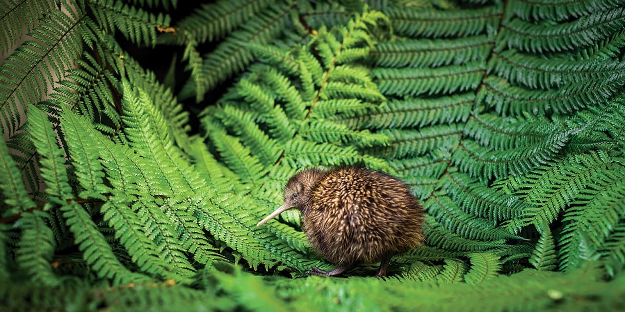 Kiwi Hatchery