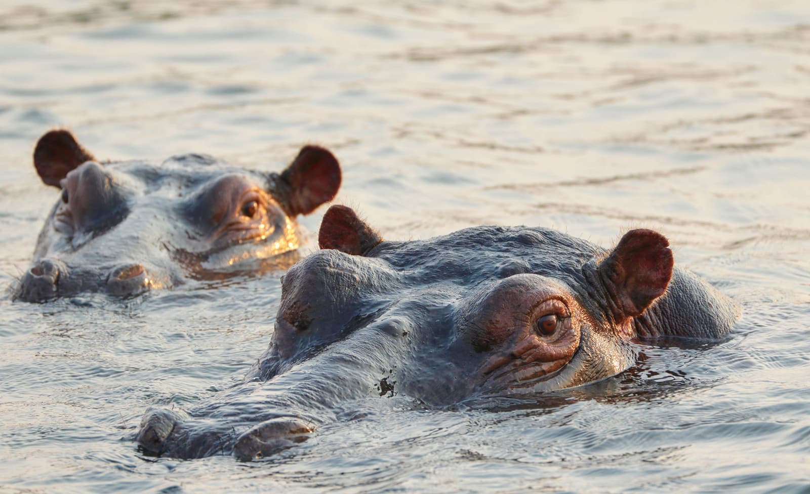 Two hippos partially submerged in calm water with ripples