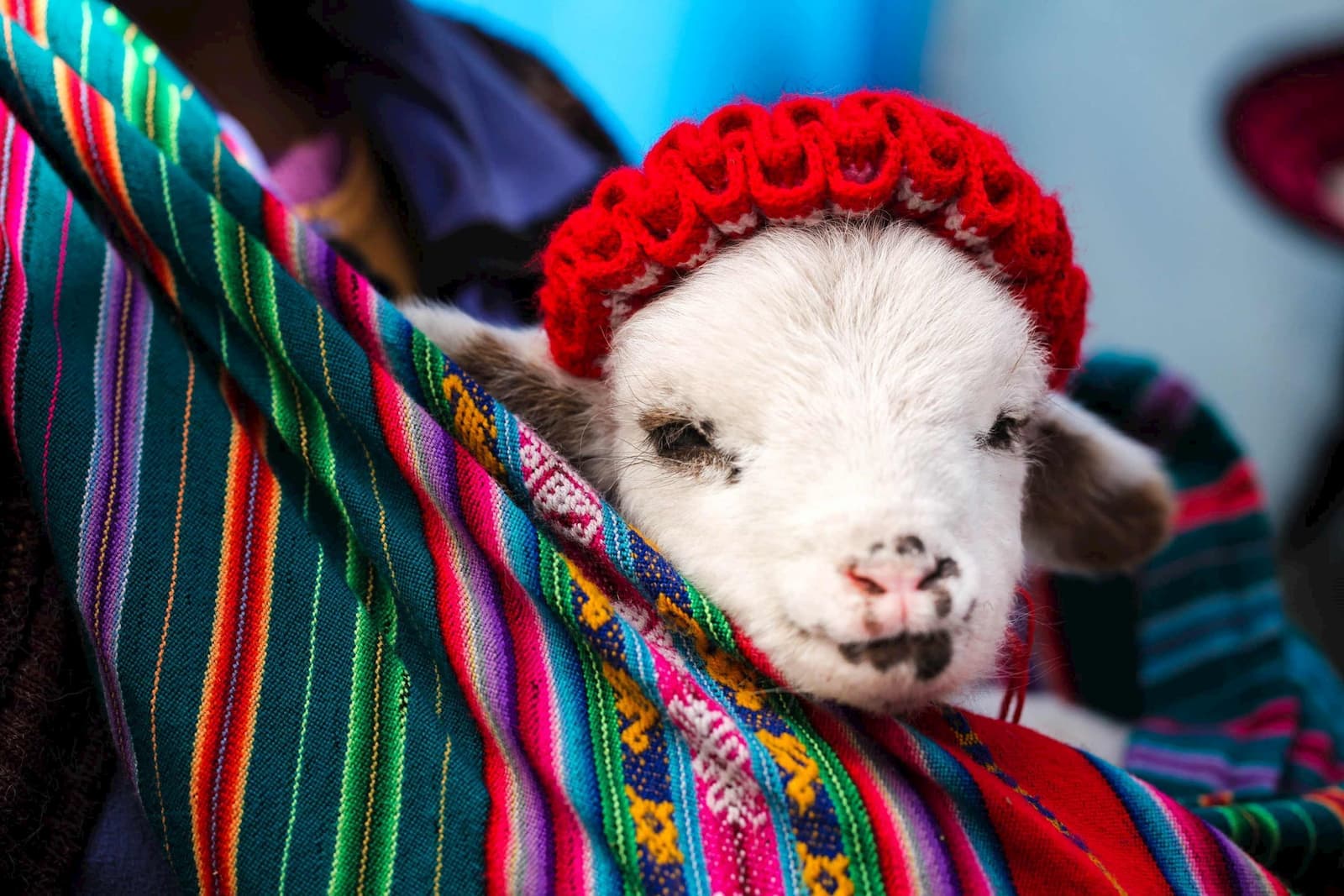 Baby Alpaca in Lima, Peru