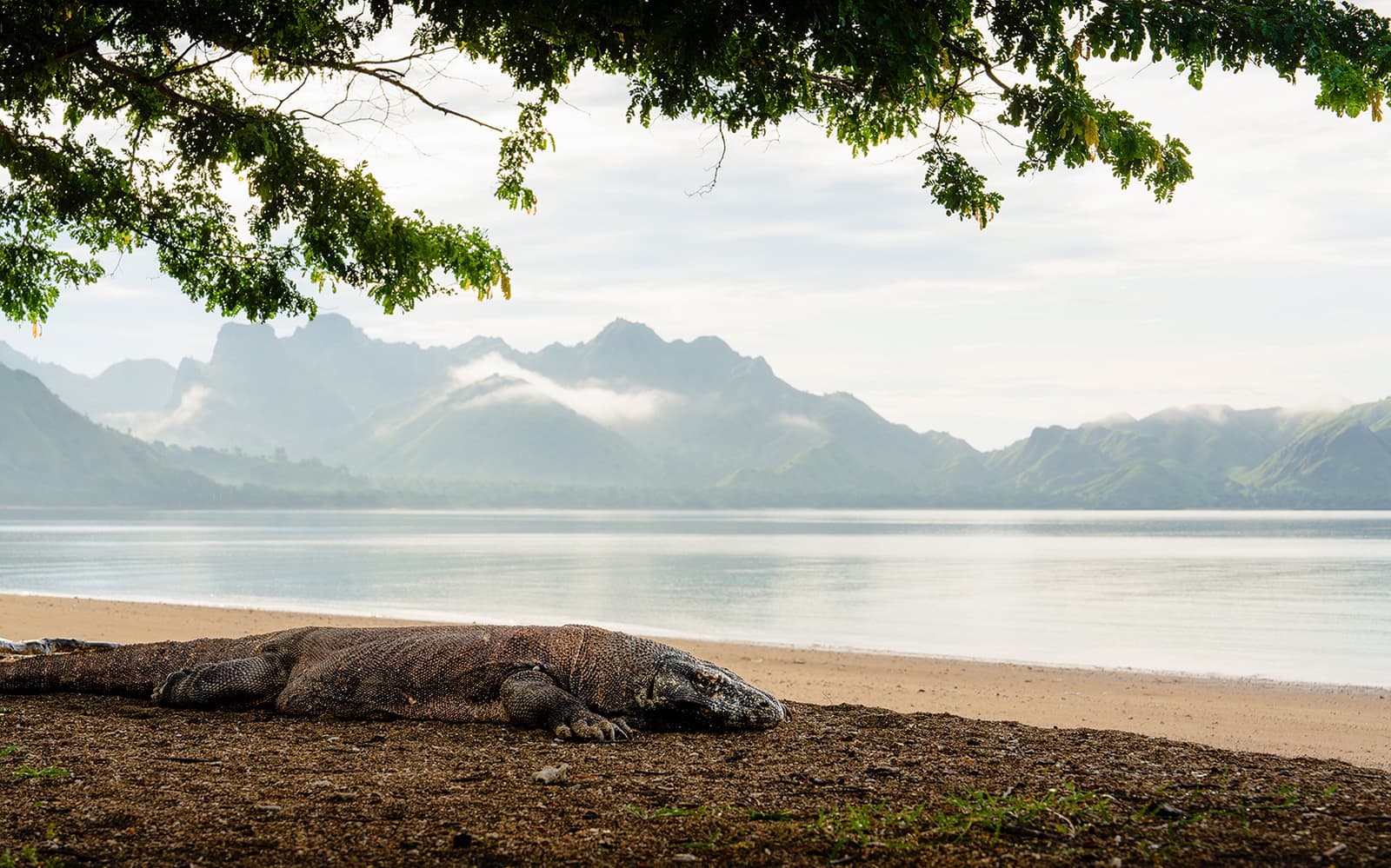A Komodo Dragon lying on a beach in Komodo National Park, Indonesia