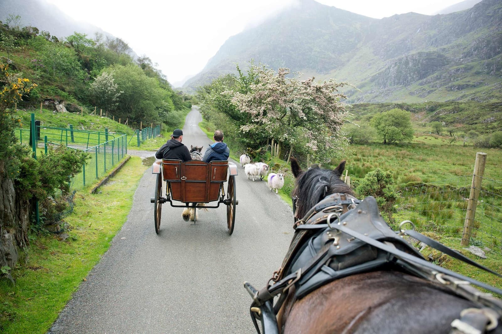 Horse-drawn jaunting car on scenic countryside road with mountains ahead