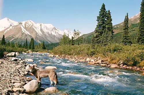 Day Hero Gray Wolf Standing In Creek, Denali National Park, Alaska