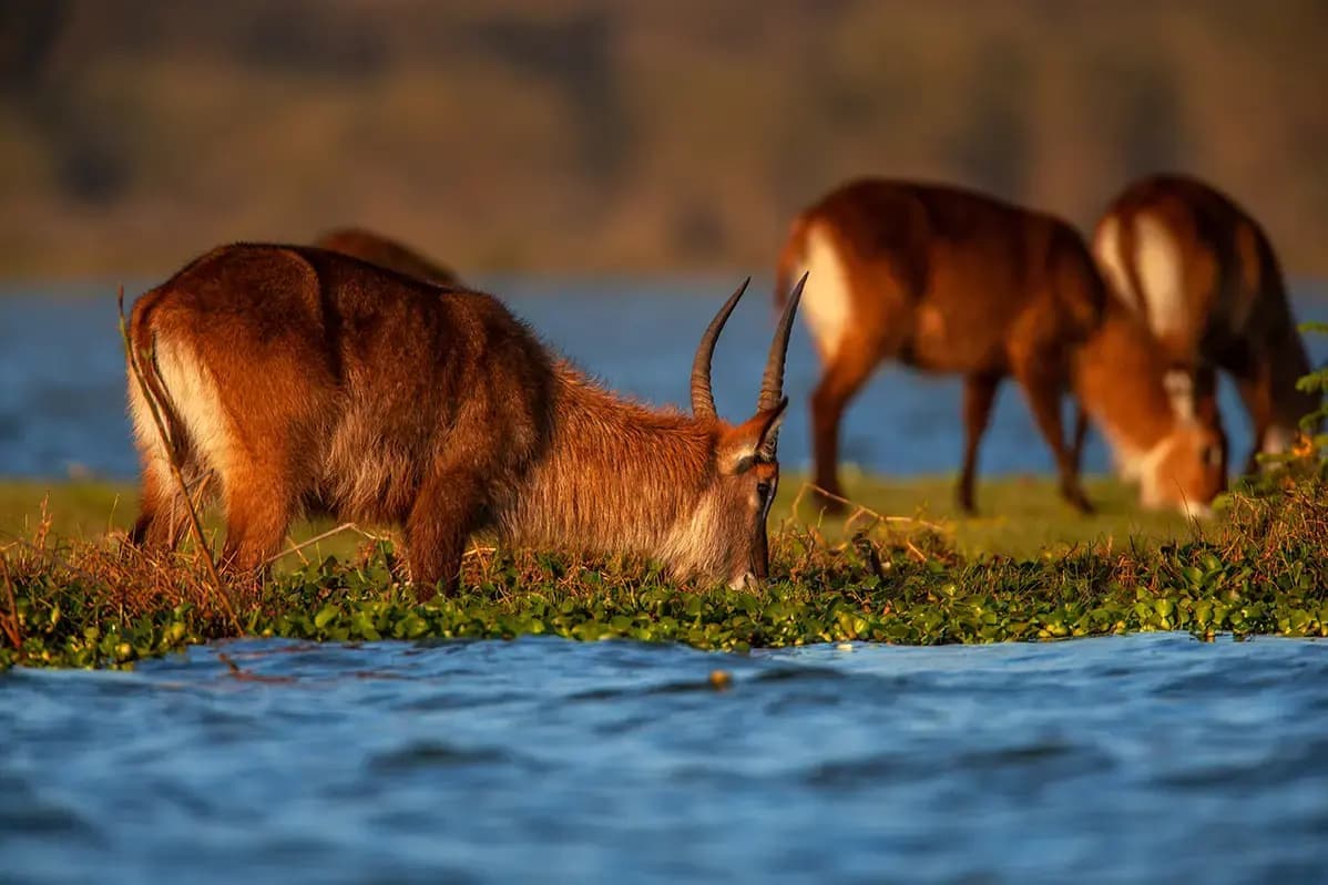 Scenic view of waterbucks in Lake Naivasha, Kenya