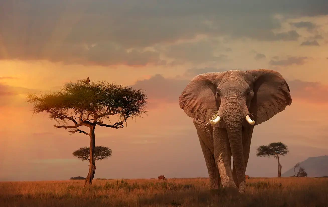 Scenic view of an elephant At Maasai Mara Reserve in Kenya