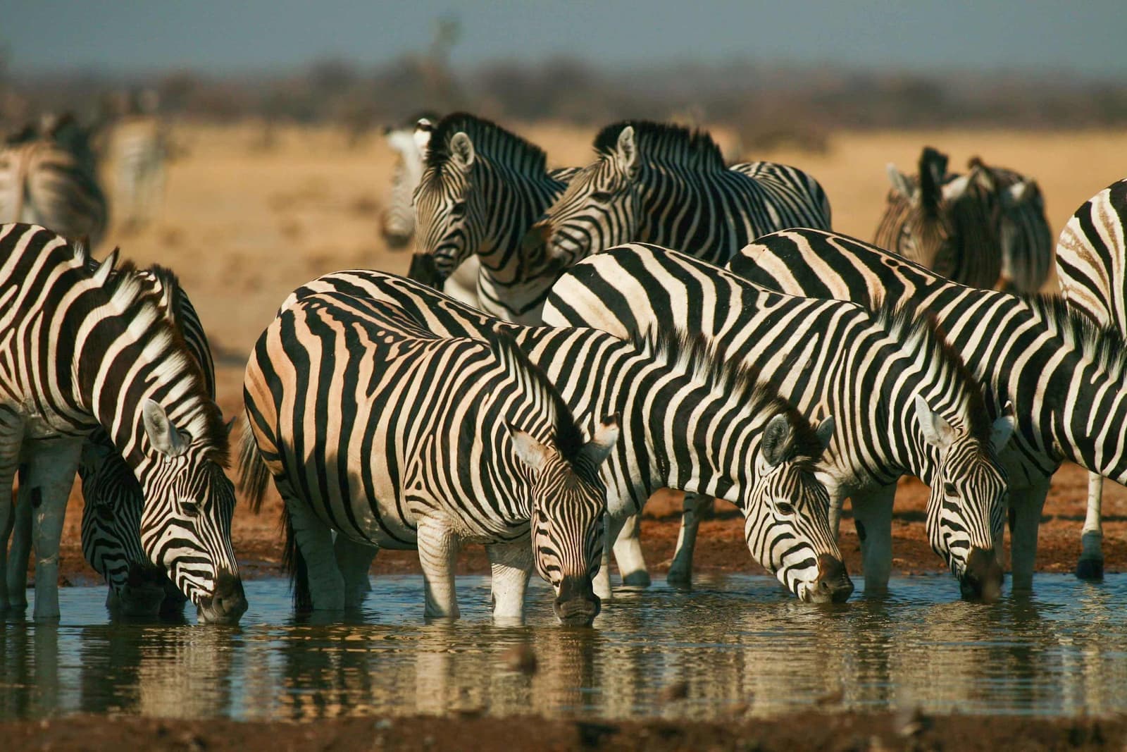 Zebra's drinking in Lake Maynara in Tanzania