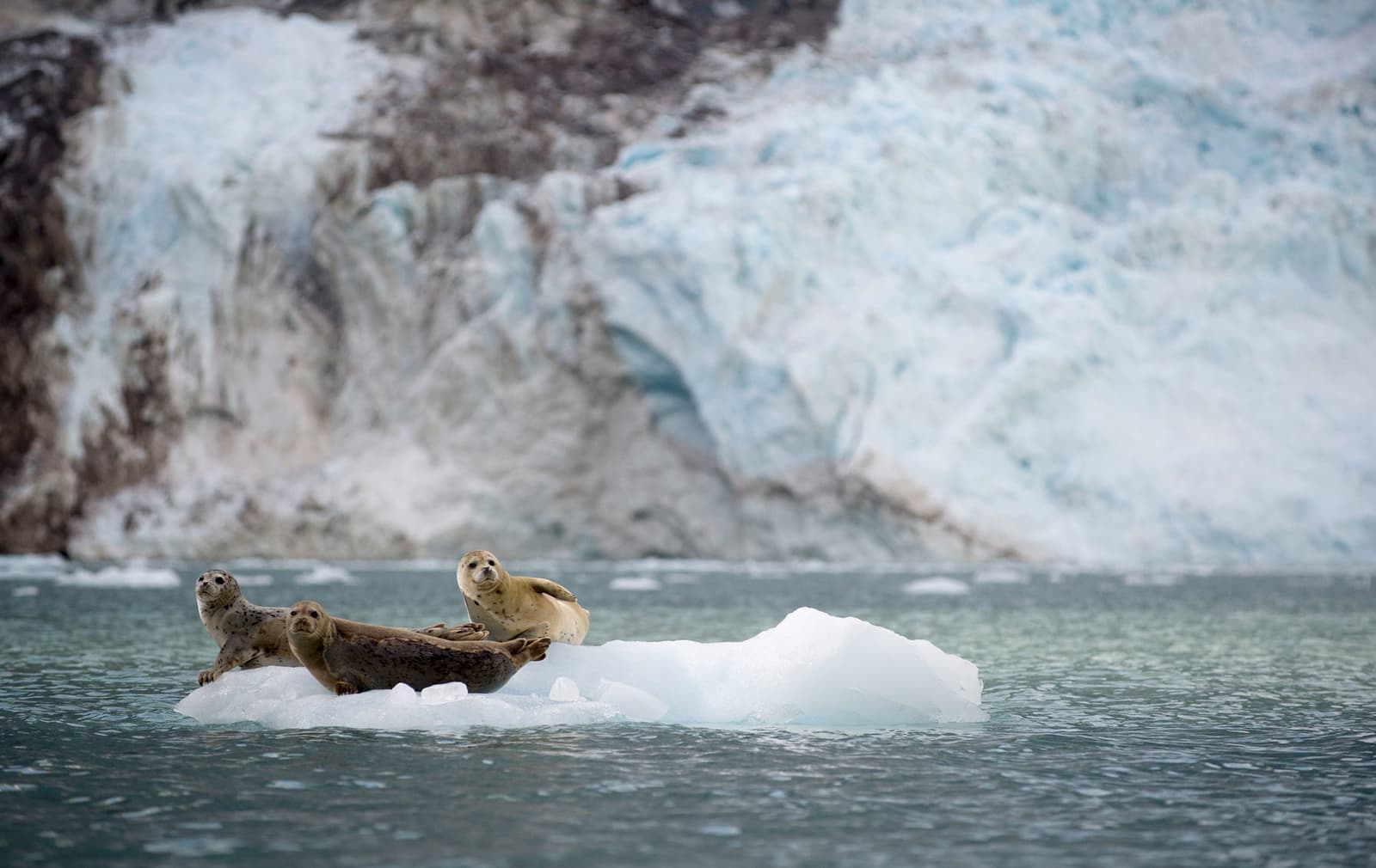 Harbour seals sitting on ice in Anchorage, Alaska, USA