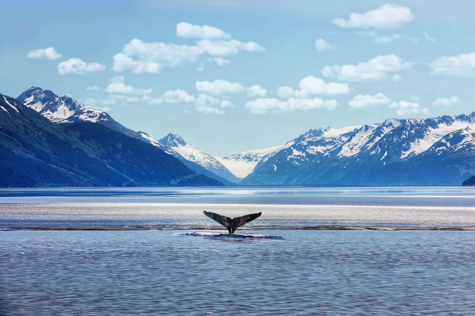 A whale tail peaking through the water in Anchorage, Alaska