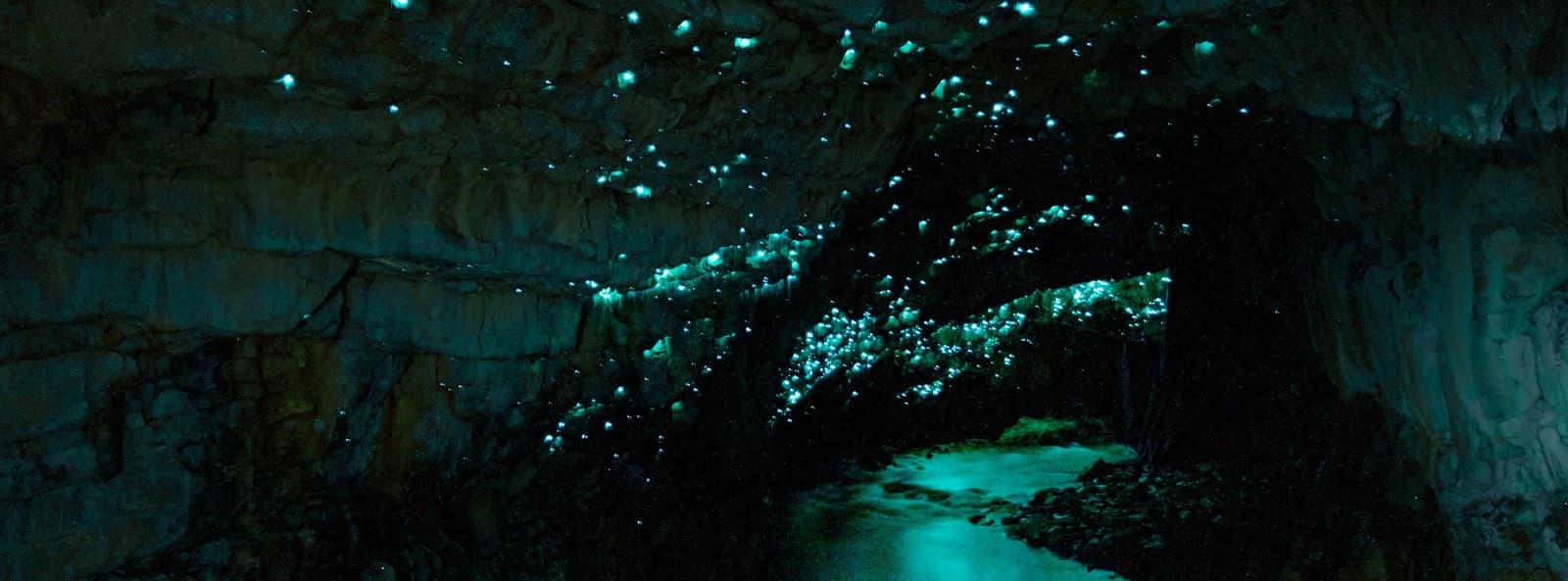Waitomo Glowworm Grotto