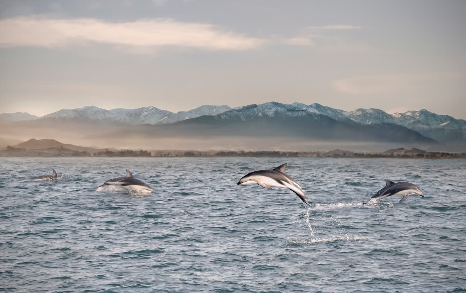 Dolphins at Kaikoura