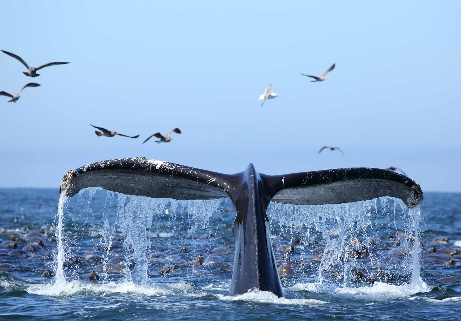 Whale tail peering out of the water with birds flying around in Monterey Bay, California, USA