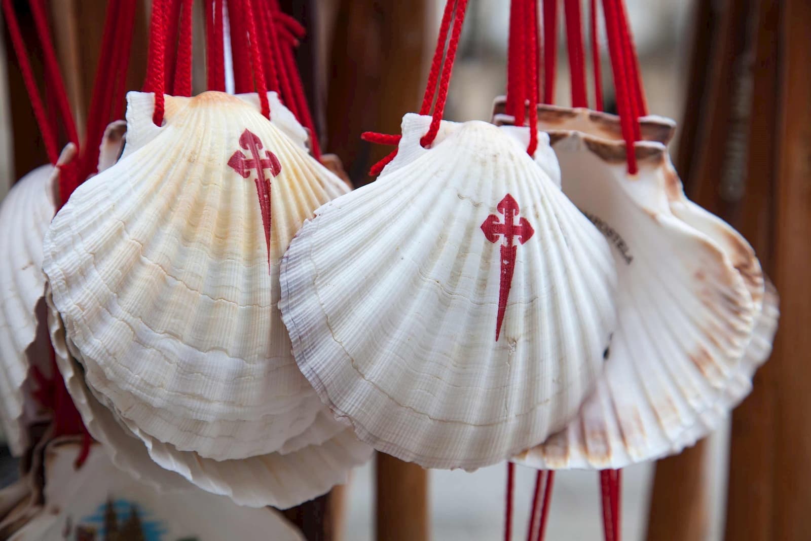 Scallop shells with red Camino de Santiago cross hanging on cords