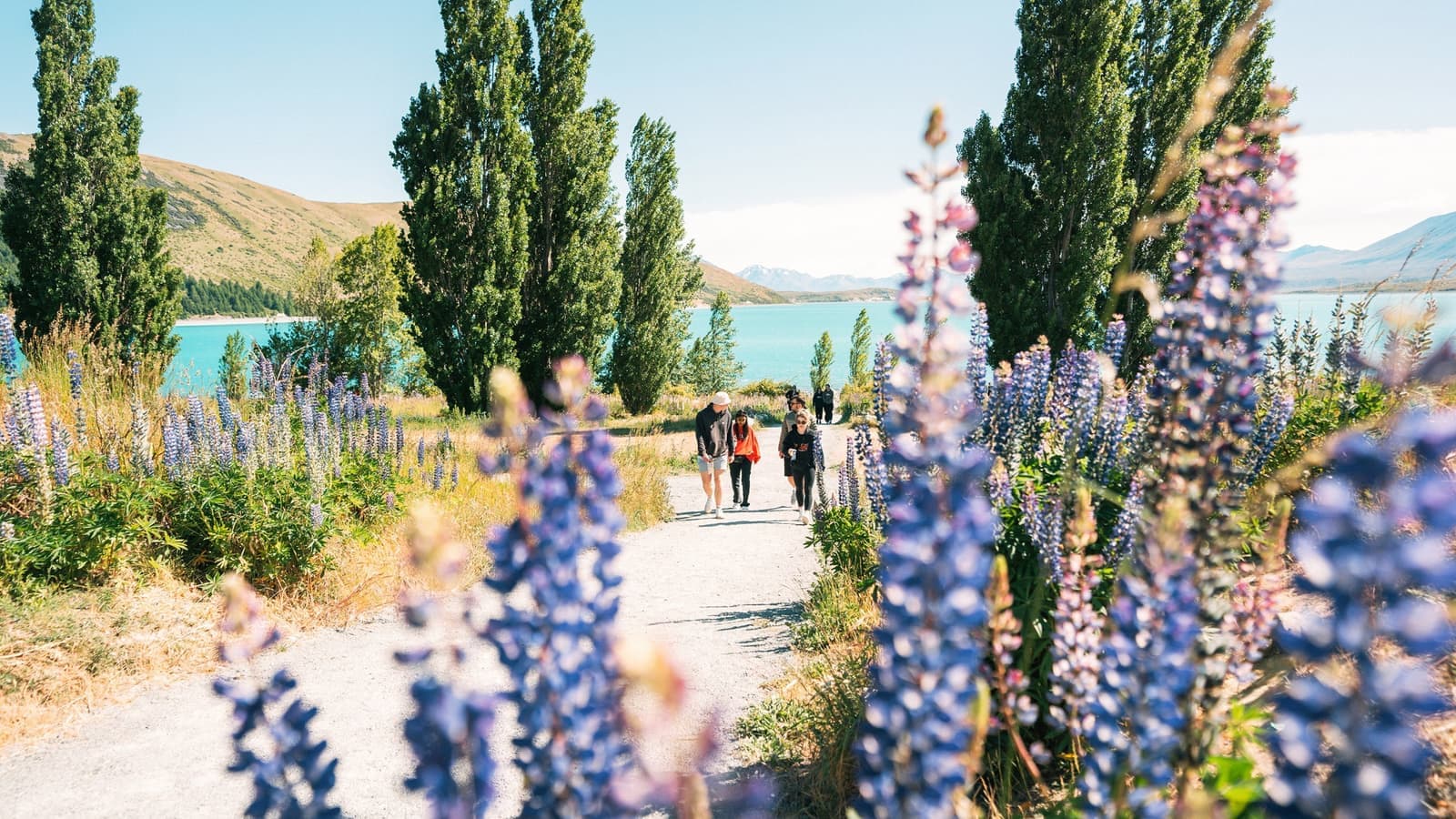 Travellers walking up path away from Lake Tekapo next to blooming lupine flowers, New Zealand