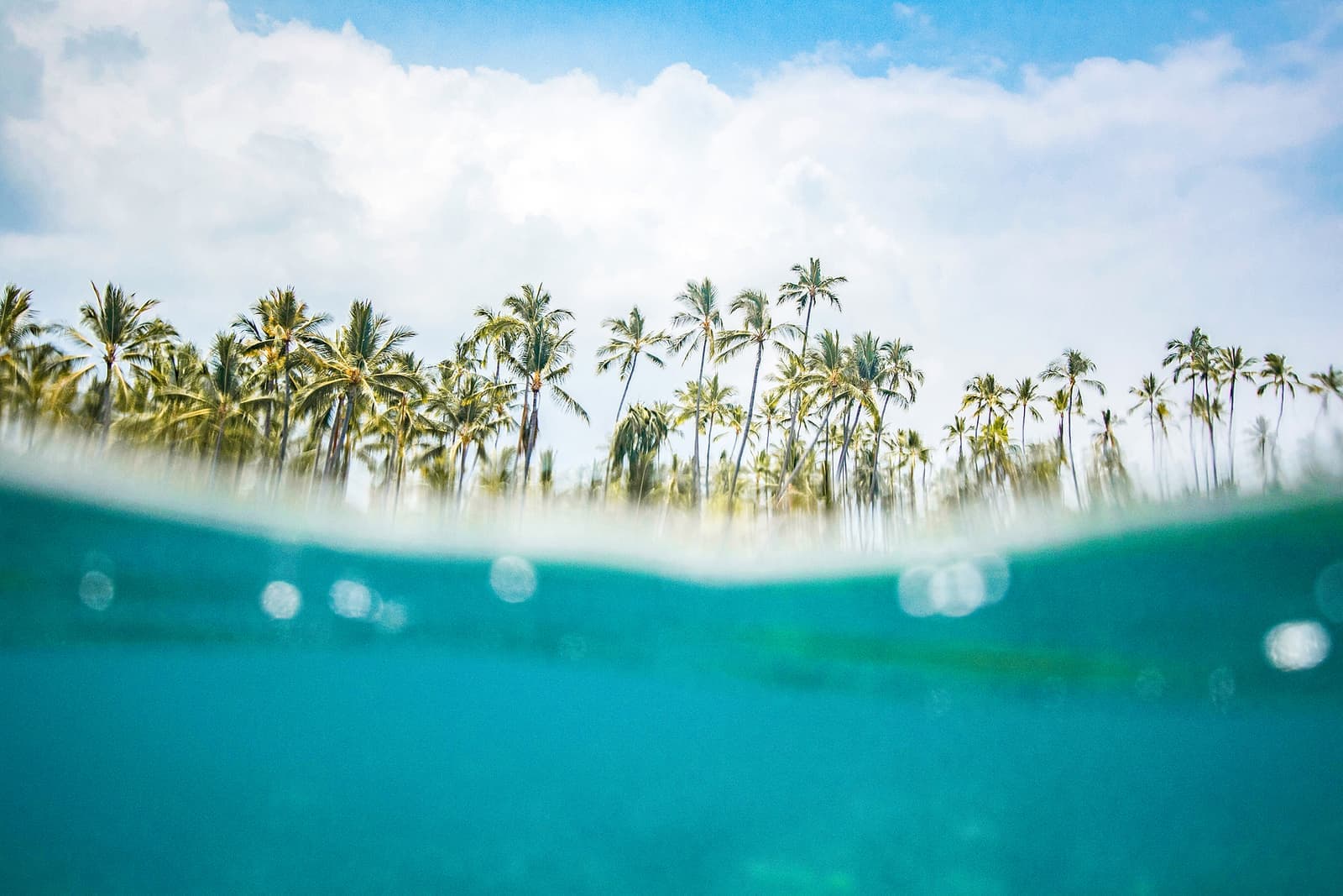 Half underwater shot of palm trees and turquoise waters in Panglao, Philippines