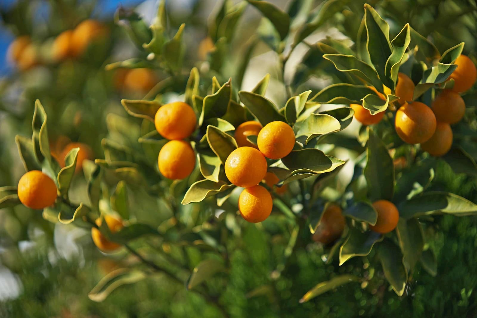 A kumquat plant and Seville, Spain